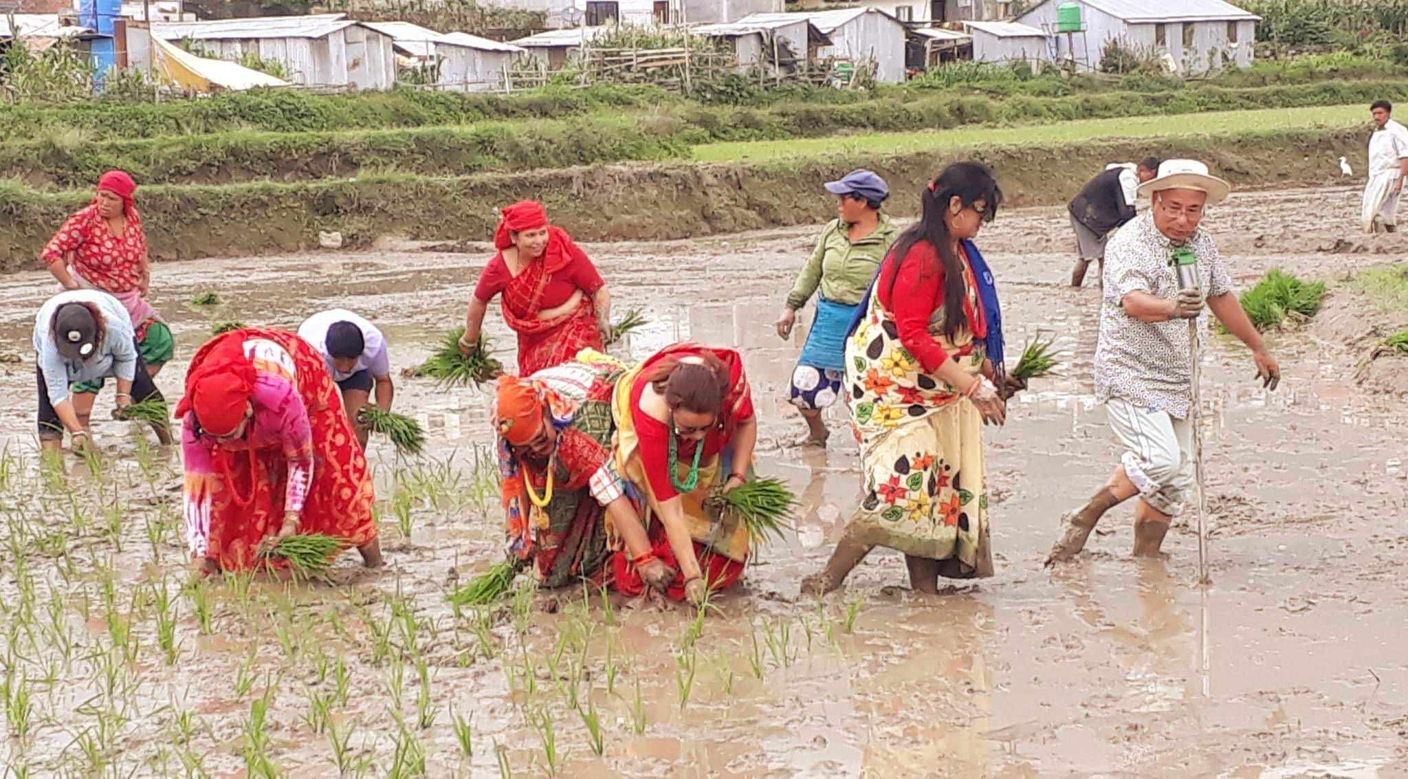 स्रष्टाहरुद्वारा धान रोपाई