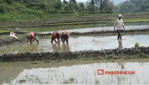 धान खेतीका लागि उर्वर भूमि मानिने झापामा ५३ प्रतिशत रोपाइँ