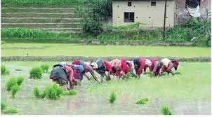 देशभर ७७ प्रतिशत धान रोपाइँ सकियो