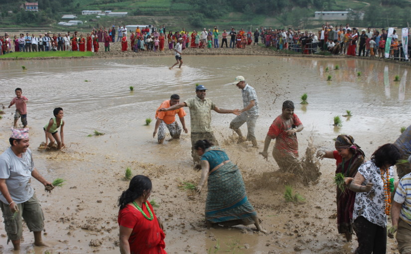 धान दिवस: आगामी आवमा धान उत्पादन बढ्ने प्रक्षेपण