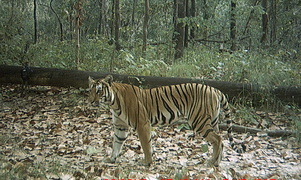 बाघको सङ्ख्यामा वृद्धि भएको अनुमान