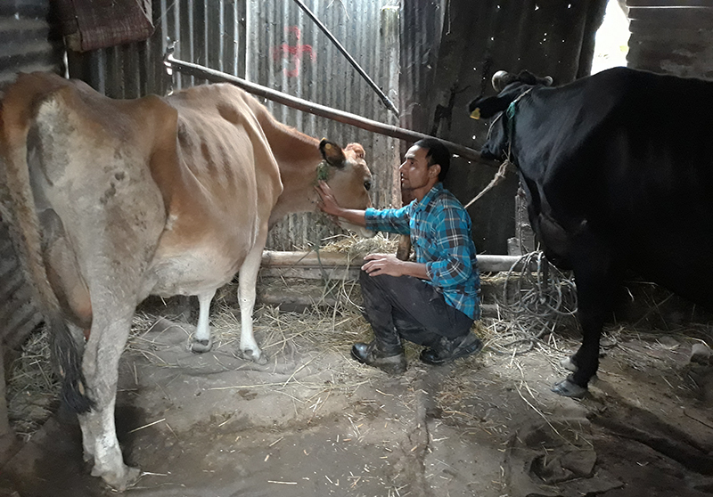 बैंकको जागिर त्यागेर व्यवसाय थालेका अर्याल भन्छन्: गोबर सोहोरेरै बस्छु, विदेश जान्न